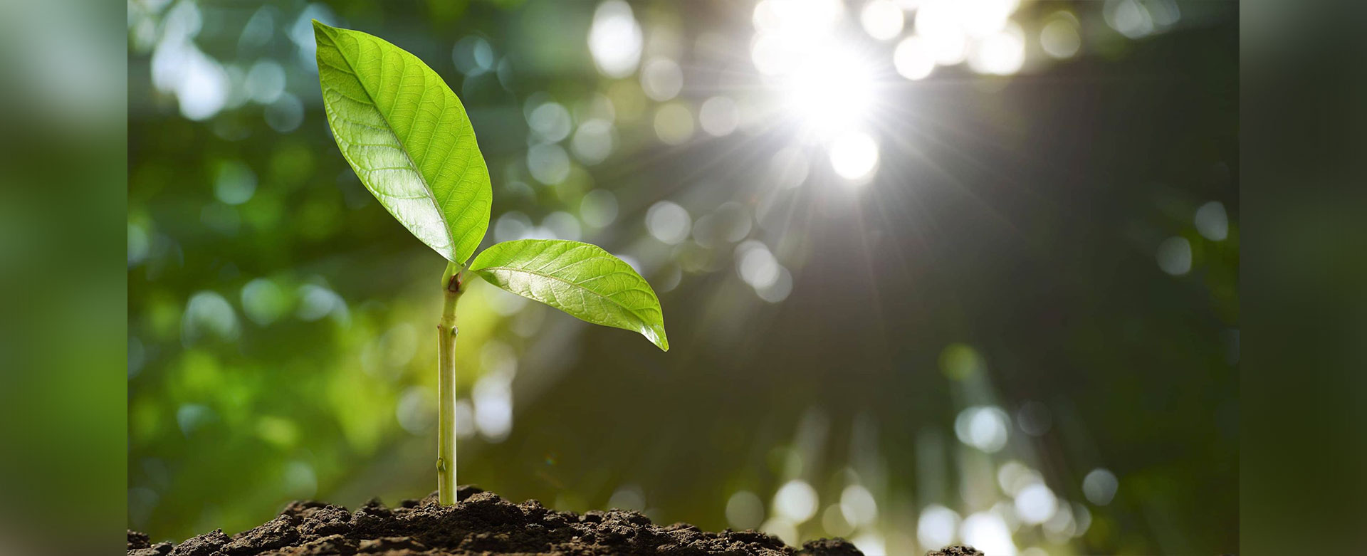 آزمون گستر بندر آزمایشگاه آب، خاک، گیاه، کود و مواد معدنی بندرعباس